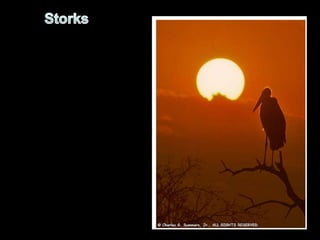 Storks