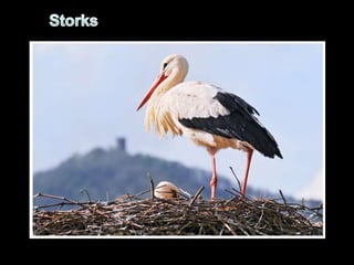 Storks