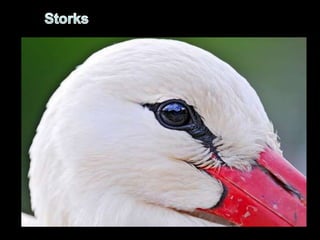 Storks