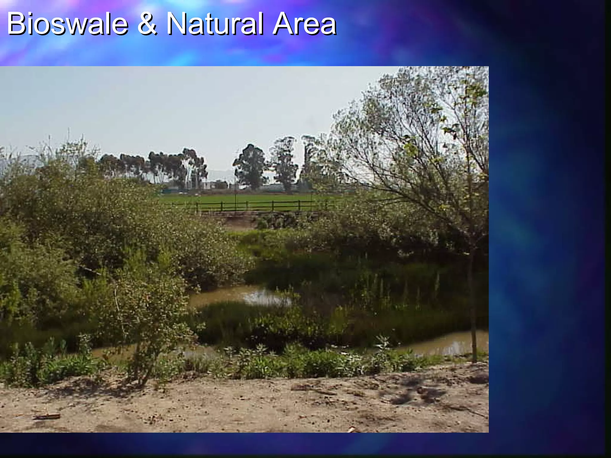 Bioswale & Natural AreaBioswale & Natural Area
 