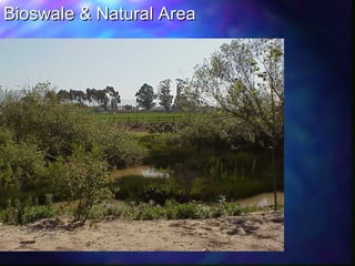 Bioswale & Natural AreaBioswale & Natural Area
 