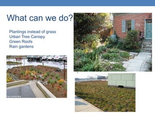 What can we do?
Plantings instead of grass
Urban Tree Canopy
Green Roofs
Rain gardens
 