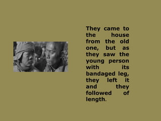 They came to
the house
from the old
one, but as
they saw the
young person
with its
bandaged leg,
they left it
and they
followed of
length.
 