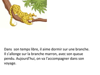 Dans  son temps libre, il aime dormir sur une branche. Il s’allonge sur la branche marron, avec son queue pendu. Aujourd’hui, on va l’accompagner dans son voyage. 