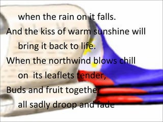 when the rain on it falls. And the kiss of warm sunshine will bring it back to life. When the northwind blows chill on  its leaflets tender,  Buds and fruit together all sadly droop and fade 