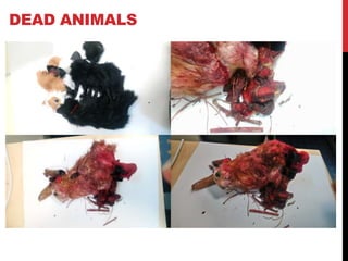 DEAD ANIMALS
 