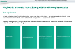 Anatomia
Níveis organizacionais
O corpo humano é organizado em quatro níveis: celular, dos tecidos, dos órgãos e de sistemas/aparelho locomotor. Entre
esses níveis, o mais importante para o conhecimento da ergonomia é o do aparelho locomotor.
O sistema osseoesquelético constitui-se de peças ósseas e cartilaginosas articuladas, que formam alavancas movimentadas
pelos músculos. Apresenta como funções:
sustentaro corpo
protegerosórgãosinternos
fornecerpontosde apoioparaa
fixaçãodosmúsculos
produzircélulassanguíneasnoseu
interior
Aula 01- Introdução à Ergonomia/Noções de Anatomia Musculoesquelética, Fisiologia Muscular e Ritmo Biológico
Noções de anatomia musculoesquelética efisiologia muscular
 