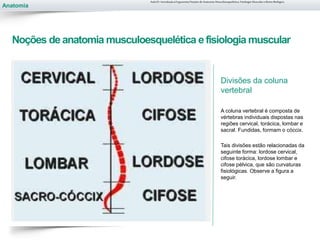 Anatomia
Noções de anatomia musculoesquelética efisiologia muscular
Divisões da coluna
vertebral
A coluna vertebral é composta de
vértebras individuais dispostas nas
regiões cervical, torácica, lombar e
sacral. Fundidas, formam o cóccix.
Tais divisões estão relacionadas da
seguinte forma: lordose cervical,
cifose torácica, lordose lombar e
cifose pélvica, que são curvaturas
fisiológicas. Observe a figura a
seguir.
Aula 01- Introdução à Ergonomia/Noções de Anatomia Musculoesquelética, Fisiologia Muscular e Ritmo Biológico
 