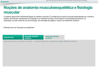 Anatomia
O sistema ósseo está intimamente ligado ao sistema muscular. É constituído por tecido muscular especializado em contrair e
realizar movimentos, geralmente em resposta a um estímulo nervoso. Sua função é a manutenção da postura, da
respiração, do calor corporal, da comunicação, da contração de órgãos e vasos e do batimento cardíaco.
Entenda como os músculos se classificam:
está sob controle consciente do homem – é através deles que o organismo realiza trabalhos externos.
Aula 01- Introdução à Ergonomia/Noções de Anatomia Musculoesquelética, Fisiologia Muscular e Ritmo Biológico
Noções de anatomia musculoesquelética e fisiologia
muscular
músculo liso
músculo estriado
cardíaco
músculo estriado
cardíaco
 