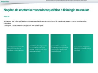 Anatomia
Pausas
As pausas são interrupções temporárias das atividades dentro do turno de trabalho e podem ocorrer em diferentes
intervalos.
Grandjean (1998) classifica as pausas em quatro tipos:
pausasespontâneas:sãoaquelas
feitasporlivre iniciativado
trabalhadora títulode descanso
pausasdisfarçadas:sãopausasem
queo trabalhadorrealizaoutra
atividade,maisfácil e curta, com o
pretextode descansar
pausasrelativasànaturezado
trabalho:é quandoo prestadorde
serviçoesperao clienterealizar
determinadatarefa
pausasprescritaspelagerência:
como pausasparalanche,almoço,
entreoutras
Aula 01- Introdução à Ergonomia/Noções de Anatomia Musculoesquelética, Fisiologia Muscular e Ritmo Biológico
Noções de anatomia musculoesquelética efisiologia muscular
 
