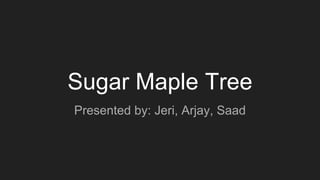 Sugar Maple Tree
Presented by: Jeri, Arjay, Saad
 