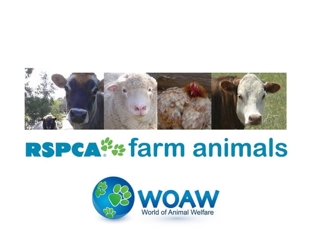 RSPCA Farm Animals Story