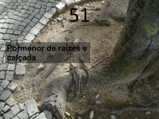 51
Pormenor de raízes e
calçada
 