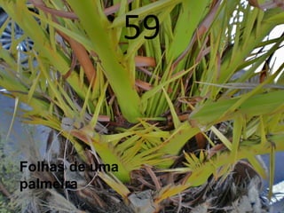 59
Folhas de uma
palmeira
 