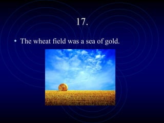 17.
• The wheat field was a sea of gold.
 