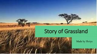 Story of Grassland
Made by Shriya
 
