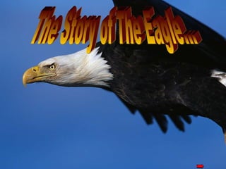 The Story of The Eagle… 