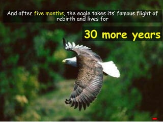 30 more  years And after  five months , the eagle takes its’ famous flight of rebirth and lives for 