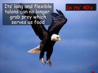 Its’ long and flexible talons can no longer  grab prey which serves as food In  its’  40’s 