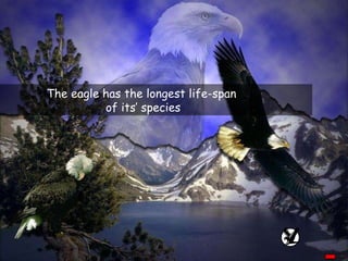 The eagle has the longest life-span  of its’ species 