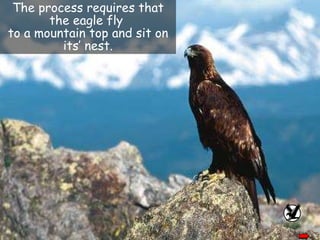 The process requires that the eagle fly  to a mountain top and sit on its’ nest. 