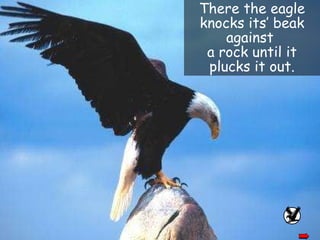 There the eagle knocks its’ beak against  a rock until it plucks it out. 