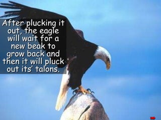 After plucking it out, the eagle will wait for a new beak to grow back and then it will pluck out its’ talons. 
