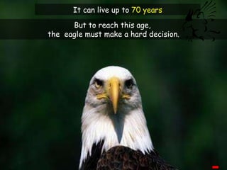 But to reach this age,  the  eagle must make a hard decision. It can live up to  70 years 