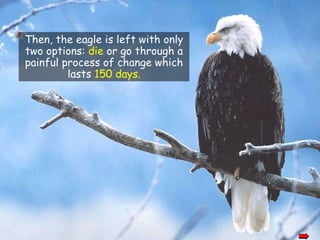 Then, the eagle is left with only two options:  die  or go through a painful process of change which lasts  150 days. 