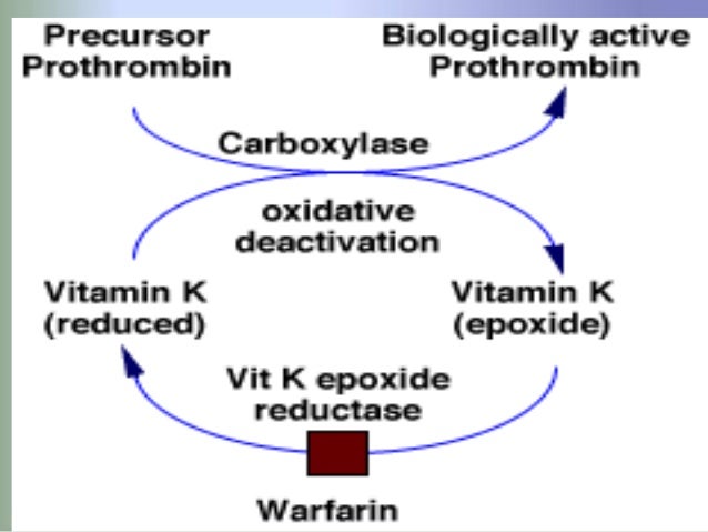 Warfarin Mechanism Of Action Zerat