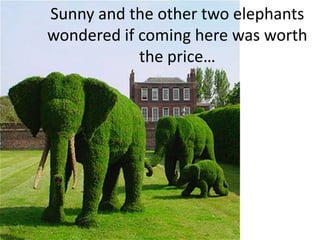 Sunny and the other two elephants wondered if coming here was worth the price… 