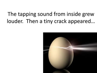 The tapping sound from inside grew louder.  Then a tiny crack appeared…