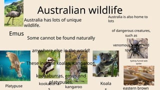 Australian wildlife
Australia has lots of unique
wildlife.
Some cannot be found naturally
anywhere else in the world!
These include koalas, kangaroos,
kookaburras, emus and
platypuses.
Australia is also home to
lots
of dangerous creatures,
such as
venomous snakes and
spiders!
Platypuse
Emus
kookaburra Koala
Sydney funnel web
spider
eastern brown
kangaroo
8
 