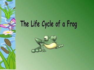 The Life Cycle of a Frog 