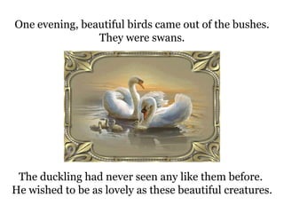 One evening, beautiful birds came out of the bushes. They were swans. The duckling had never seen any like them before.  He wished to be as lovely as these beautiful creatures.  
