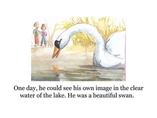 One day, he could see his  own image in the clear water of the lake. He was a beautiful swan.  