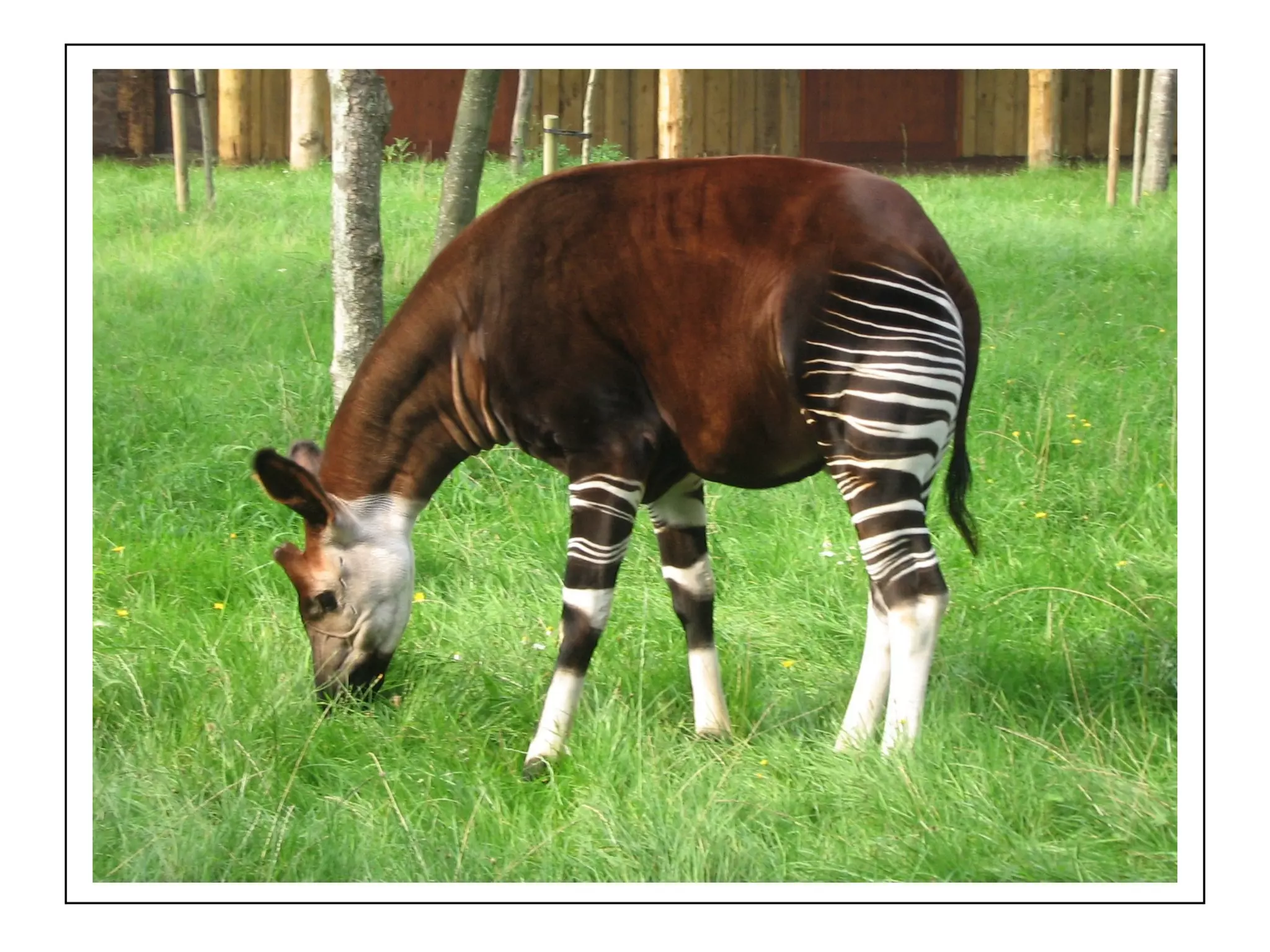 Story telling (okapi) by Arthit Wiangsima | PPT