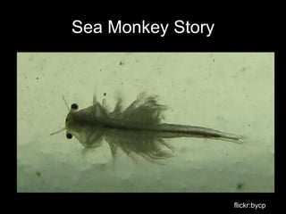 Sea Monkey Story




                   flickr:bycp
 