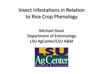 Insect Infestations in Relation to Rice Crop Phenology Michael Stout Department of Entomology LSU AgCenter/LSU A&M 