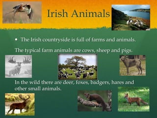 Irish Animals
 The Irish countryside is full of farms and animals.
The typical farm animals are cows, sheep and pigs.
In the wild there are deer, foxes, badgers, hares and
other small animals.
 