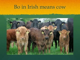 Bo in Irish means cow
 