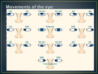 • Uniocularly-Duction
• Binocularly-Version.-Same direction
• Opposite direction-Vergence
• Adduction-nasally horizontal
• Abduction-temporally horizontal
• Sursumduction or elevation-upward
• Deorsumduction or depression-downward
• Incycloduction
• Excycloduction
 