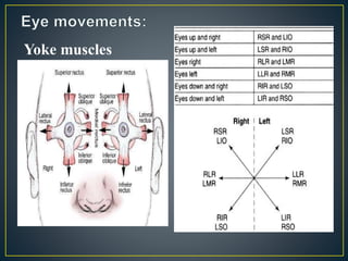Yoke muscles
For co ordinated eye
movements one muscle of the
each eye act togather.These
are called yoke muscle.
• Hering’s law,for a
binocular movement the
corresponding muscle
(yoked) receive equal and
simultaneous innervation.
• Sherington’s law of
reciprocal innervation,for
any binocular movement the
direct antagonist receives
an equal and simultaneous
inhibition of its innervation.
 