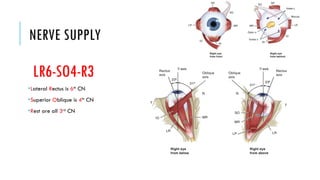 Strabismus and it's evaluation and treatment | PPTX