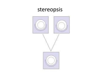 stereopsis
 