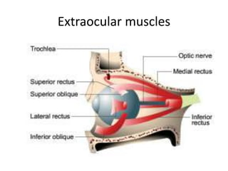 Extraocular muscles
 