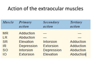 Action of the extraocular muscles
 