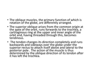 • The oblique muscles, the primary function of which is
rotation of the globe, are differently arranged.
• The superior oblique arises from the common origin at
the apex of the orbit, runs forwards to the trochlea, a
cartilaginous ring at the upper and inner angle of the
orbit and, having threaded through this, becomes
tendinous.
• The tendon changes its direction completely and runs
backwards and sideways over the globe under the
superior rectus to attach itself above and lateral to the
posterior pole . The action of the muscle is thus
determined by the oblique direction of its tendon after
it has left the trochlea.
 