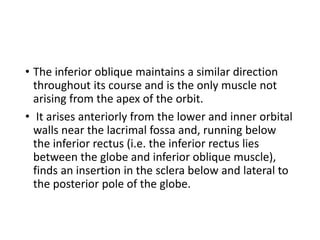 • The inferior oblique maintains a similar direction
throughout its course and is the only muscle not
arising from the apex of the orbit.
• It arises anteriorly from the lower and inner orbital
walls near the lacrimal fossa and, running below
the inferior rectus (i.e. the inferior rectus lies
between the globe and inferior oblique muscle),
finds an insertion in the sclera below and lateral to
the posterior pole of the globe.
 