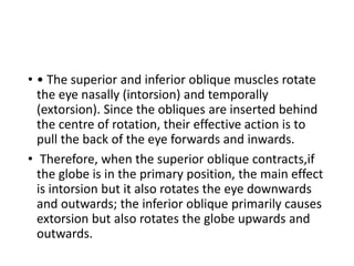 • • The superior and inferior oblique muscles rotate
the eye nasally (intorsion) and temporally
(extorsion). Since the obliques are inserted behind
the centre of rotation, their effective action is to
pull the back of the eye forwards and inwards.
• Therefore, when the superior oblique contracts,if
the globe is in the primary position, the main effect
is intorsion but it also rotates the eye downwards
and outwards; the inferior oblique primarily causes
extorsion but also rotates the globe upwards and
outwards.
 